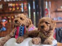 Dev Kampanya Minik Bedenler Toy Poodle