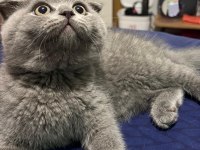 Yanında eşyalarıyla tatlı bebek gri scottish fold
