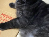 Güzel kedimiz tuvaletine gidiyor durumu sağlığı iyi