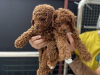Show Kalite Redbrown Kore Toy Poodle Yavrular