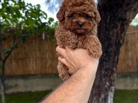 Sağlık ve ırk garantili toy poodle yavrularımız
