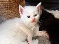 Xxl black and white MAİNE COON yavruları şecereli
