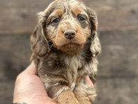 Dachshund Bebekler Tüm güzelliğiyle
