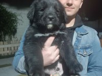 BLACK GOLDEN RETRİEVER (YER SIKINTISINDAN DOLAYI UYGUN PUAN)