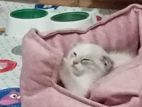 Acil satılık il dişi hönderim yapılır
