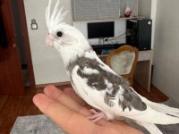 2 Aylık Fw Sultan Papağanı