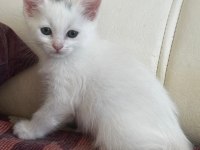 6 Adet Cins Van Kedisi