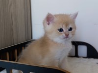 Lilac golden erkek british shorthair yavru