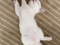 Nisan 21 2023 doğumlu harika bir erkek scottish fold