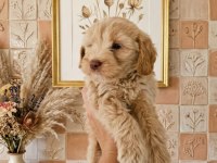 Maltipoo minikler