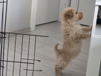 3 aylık maltipoo