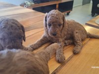 Poodle Bebeklerimiz Dişi Erkek