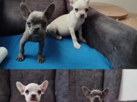Son kalan 2 adet french bulldog bebekler