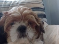Sevimli bir dost shih tzu