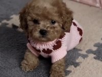 Toy Poodle Köpeği