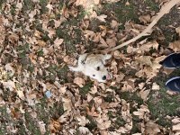 Maltipoo Köpeğimiz Ücretsiz Değildir