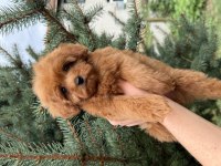 KG GARANTİLİ MİCRO TEACUP RED MALTİPOO