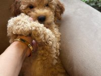 Poodle Kızımız Yeni Yuvasını Bekliyor
