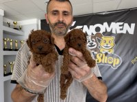 Türkiye’nin en güzel Maltipoo yavrular Ankara 