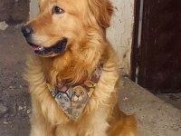 Golden retriever erkek