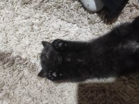 Minik Prenses British Shorthair