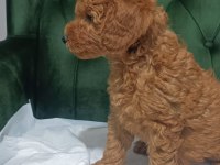 Koyu ve kıvır kıvır toy poodle yavrular