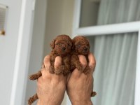 TEACUP KORE POODLE BEBEKLER AŞILI VE ÇİŞ  EĞİTİMLİ 