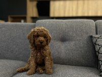Erkek toy poodle