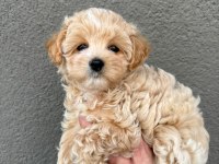 GERÇEK SAF KAN MALTİPOO