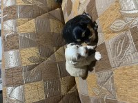 Terrier yavrular