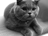 Pasha İçin gelin arıyoruz scottish fold