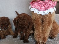 Toy poodle erkek yavrular