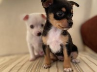 Varsa daha iyisi o da annesi pinscher