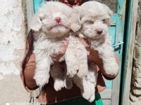 Maltese terrier