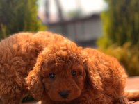 Red Brown Toy Poodle Yavrular