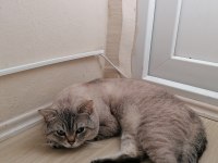 15 aylik erkek kedimizi sahiplendiriyoruz