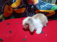 Hollanda cüce Hollanda lop bebek tavşanlar