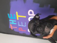 Pug mops yavrumuz mükemmel anatomiye sahip Rıfkı
