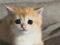 British golden