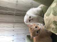 British Shorthair, Scottish Shorthair