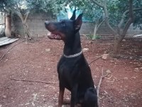 IRK VE SAĞLIK GARANTİLİ DOBERMAN YAVRULAR