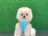 Tatlı pomeranian yavrular