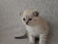 Scottish fold blue point