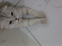 Ev Kedisi
