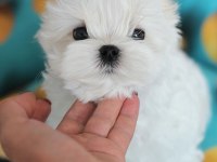 Korean maltese puppies (cheap) 2 kg (eğitmenden)