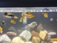 4-5 CM SARI PRENSES ERKEK TAKAZ OLUR