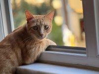 ACİLEN KEDİMİ SAHİPLENDİRMEK İSTİYORUM
