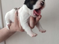 Tibet Terrier 15 günlükler