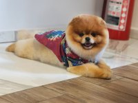 TÜRKİYENİN EN İYİSİ İDDAA EÐİYORUZ POMERANİAN