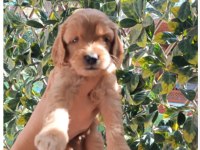 Toy poodle yavrularımız